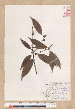 Neolitsea aciculata (Blume) Koidz. var. variabillima (Hayata) J. C. Liao 變葉新木薑子