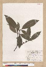 Neolitsea konishii (Hayata) Kanehira & Sasaki 五掌楠