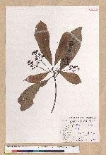 Machilus japonica Siebold et Zucc. var. kusanoi (Hayata) Liao 大葉楠