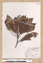 Machilus japonica Siebold et Zucc. var. kusanoi (Hayata) Liao 大葉楠