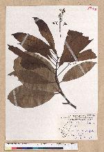 Machilus japonica Siebold et Zucc. var. kusanoi (Hayata) Liao 大葉楠
