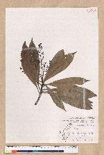 Machilus japonica Siebold et Zucc. var. kusanoi (Hayata) Liao 大葉楠