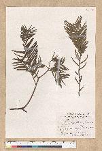Cephalotaxus wilsoniana Hayata 臺灣粗榧