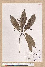 Machilus japonica Siebold et Zucc. var. kusanoi (Hayata) Liao 大葉楠