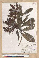 Machilus japonica Siebold et Zucc. var. kusanoi (Hayata) Liao 大葉楠