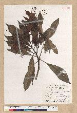 Machilus psendolongifolia Hayata 假長葉楠