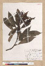 Machilus psendolongifolia Hayata 假長葉楠
