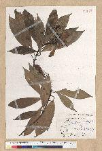 Machilus psendolongifolia Hayata 假長葉楠