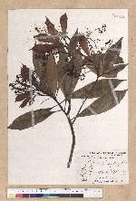 Machilus psendolongifolia Hayata 假長葉楠