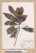 Machilus japonica Siebold et Zucc. var. kusanoi (Hayata) Liao 大葉楠