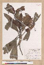 Machilus japonica Siebold et Zucc. var. kusanoi (Hayata) Liao 大葉楠