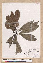 Machilus japonica Siebold et Zucc. var. kusanoi (Hayata) Liao 大葉楠