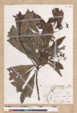 Machilus japonica Siebold et Zucc. var. kusanoi (Hayata) Liao 大葉楠