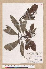 Machilus japonica Siebold et Zucc. var. kusanoi (Hayata) Liao 大葉楠
