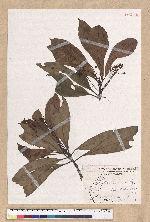 Machilus japonica Siebold et Zucc. var. kusanoi (Hayata) Liao 大葉楠