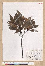 Machilus thunbergii Siebold & Zucc. 紅楠(豬腳楠)