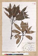 Machilus thunbergii Siebold & Zucc. 紅楠(豬腳楠)