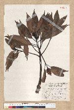 Machilus thunbergii Siebold & Zucc. 紅楠(豬腳楠)