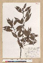 Neolitsea aciculata (Blume) Koidz. 銳葉新木薑子