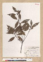 Neolitsea aciculata (Blume) Koidz. 銳葉新木薑子
