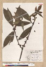 Neolitsea konishii (Hayata) Kanehira & Sasaki 五掌楠