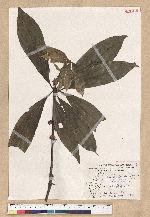 Neolitsea konishii (Hayata) Kanehira & Sasaki 五掌楠