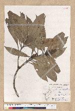 Machilus psendolongifolia Hayata 假長葉楠