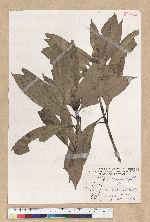 Machilus psendolongifolia Hayata 假長葉楠