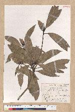 Machilus psendolongifolia Hayata 假長葉楠