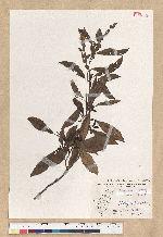 Neolitsea acuminatissima (Hayata) Kanehira et Sasaki 高山新木薑子