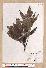 Machilus japonica Siebold et Zucc. var. kusanoi (Hayata) Liao 大葉楠