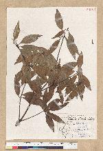 Neolitsea daibuensis Kamikoti 大武新木薑子
