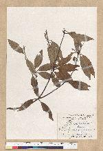 Neolitsea daibuensis Kamikoti 大武新木薑子