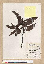 Machilus zuihoensis Hayata var. mushaensis (Lu) Y. C. Liu 青葉楠(霧社楨楠)
