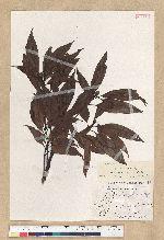 Machilus zuihoensis Hayata var. mushaensis (Lu) Y. C. Liu 青葉楠(霧社楨楠)