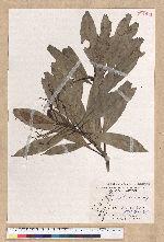 Machilus japonica Siebold et Zucc. var. kusanoi (Hayata) Liao 大葉楠