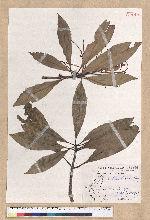 Machilus japonica Siebold et Zucc. var. kusanoi (Hayata) Liao 大葉楠