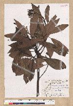 Machilus zuihoensis Hayata var. mushaensis (Lu) Y. C. Liu 青葉楠(霧社楨楠)