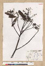 Machilus zuihoensis Hayata var. mushaensis (Lu) Y. C. Liu 青葉楠(霧社楨楠)