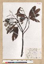 Machilus zuihoensis Hayata var. mushaensis (Lu) Y. C. Liu 青葉楠(霧社楨楠)