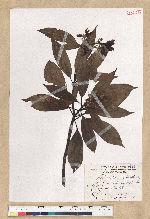 Machilus zuihoensis Hayata var. mushaensis (Lu) Y. C. Liu 青葉楠(霧社楨楠)