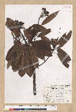Machilus zuihoensis Hayata var. mushaensis (Lu) Y. C. Liu 青葉楠(霧社楨楠)