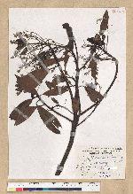 Machilus zuihoensis Hayata var. mushaensis (Lu) Y. C. Liu 青葉楠(霧社楨楠)