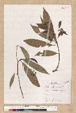 Machilus psendolongifolia Hayata 假長葉楠
