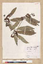 Machilus psendolongifolia Hayata 假長葉楠