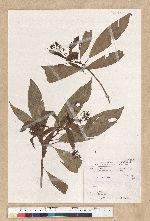 Machilus psendolongifolia Hayata 假長葉楠