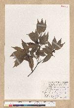 Neolitsea acuminatissima (Hayata) Kanehira et Sasaki 高山新木薑子