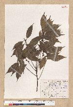 Neolitsea acuminatissima (Hayata) Kanehira et Sasaki 高山新木薑子