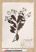 Machilus zuihoensis Hayata 香楠