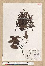 Machilus zuihoensis Hayata 香楠